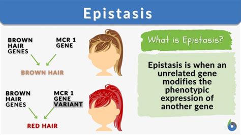 epitasi|Epitasis Definition & Meaning